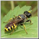 Ectemnius sexcinctus - Grabwespe 03 11mm.jpg